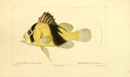 Plancia ëd Diploprion bifasciatum Cuvier 1828