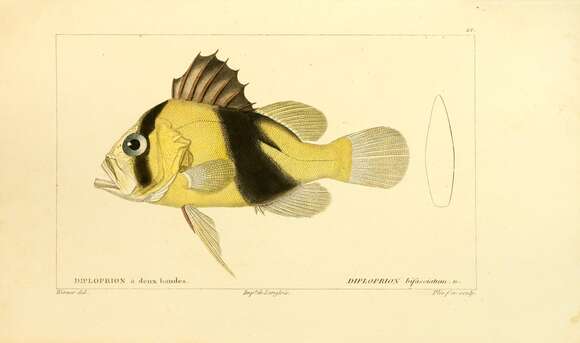 Plancia ëd Diploprion bifasciatum Cuvier 1828