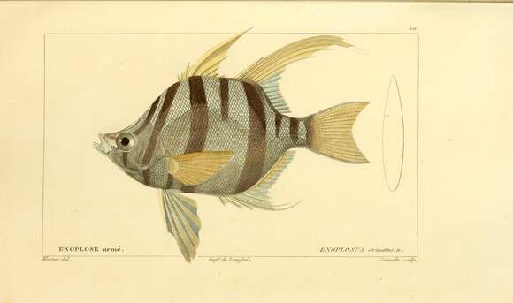 Image of Enoplosus