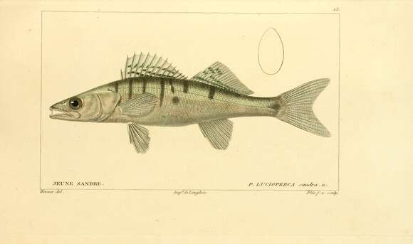 Image of pikeperch, zander