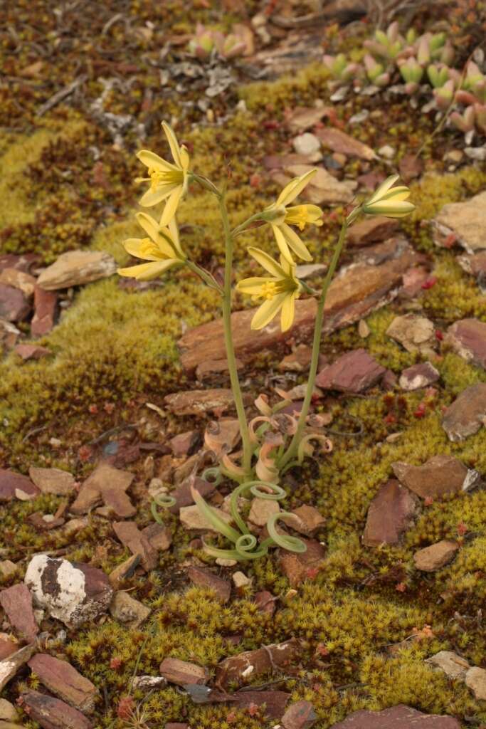 Image of Albuca concordiana Baker