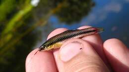 Image of Bluefin Killifish