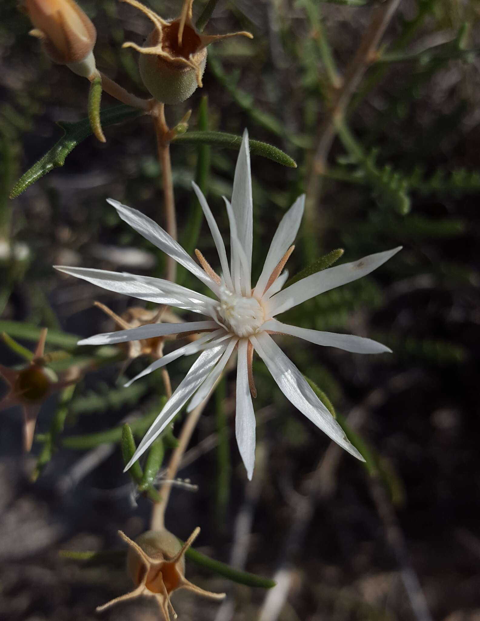 Mentzelia humilis (Rydb.) J. Darlington的圖片