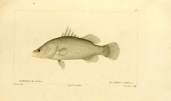 Image of Asian seabass