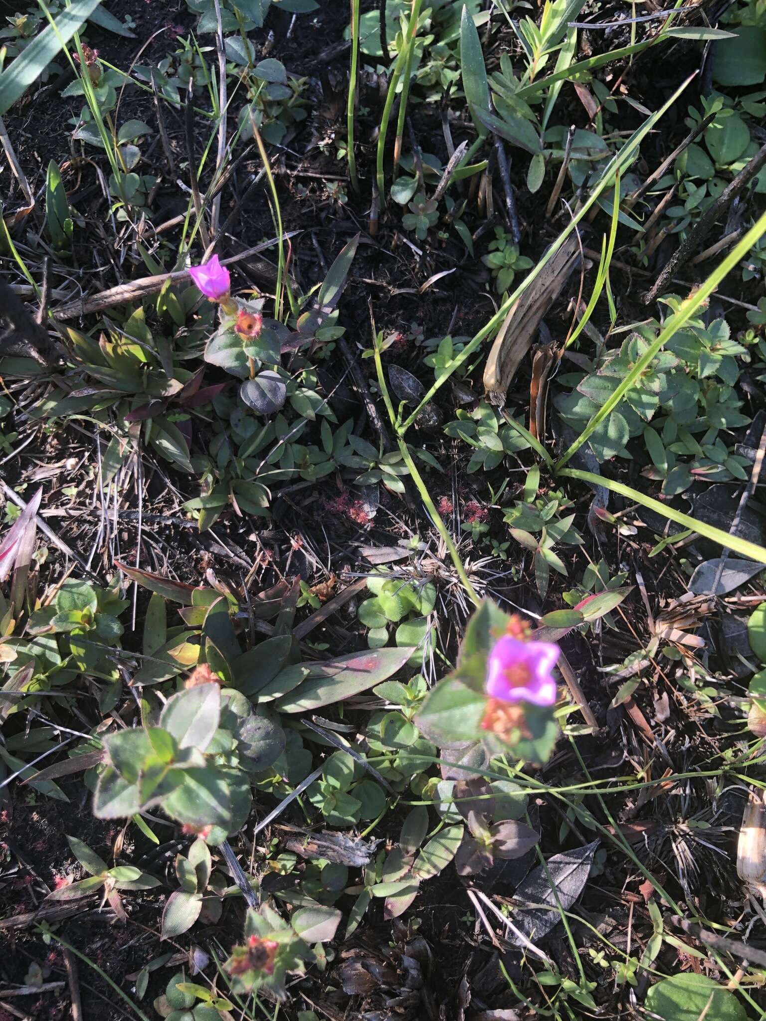 Image of Nuttall's Meadow-Beauty