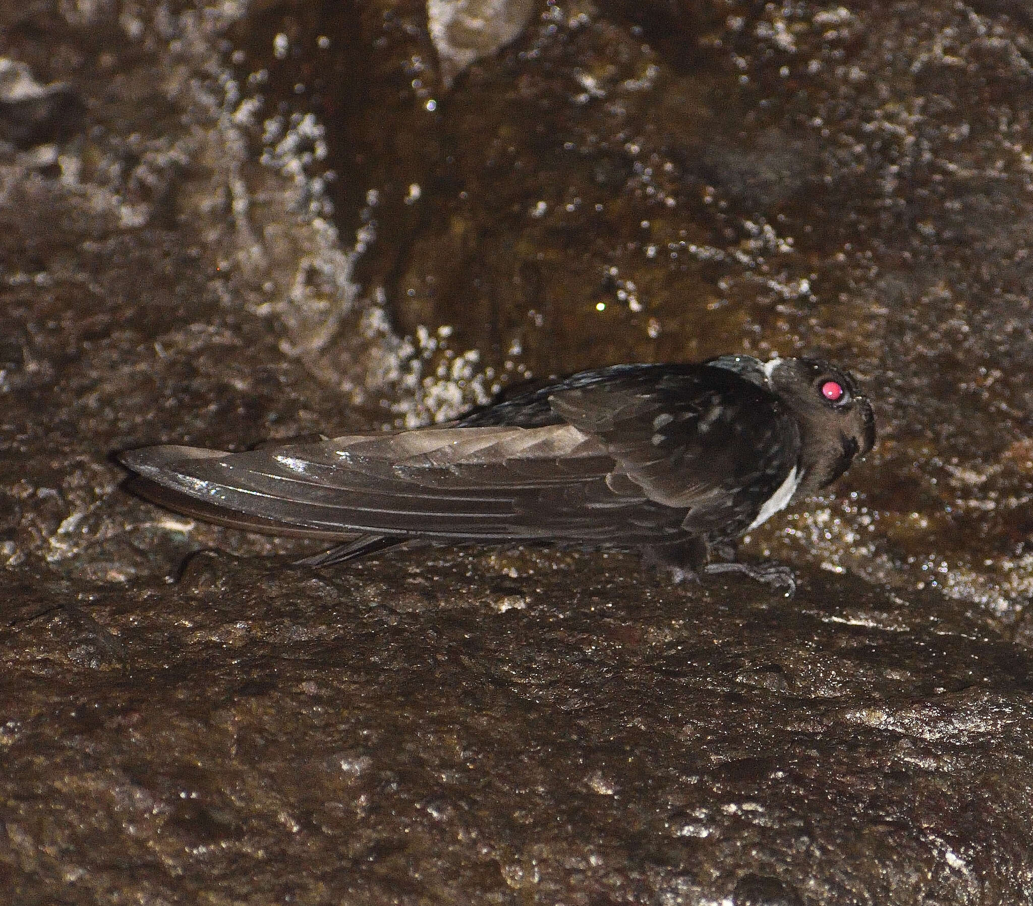 Image of White-collared Swift