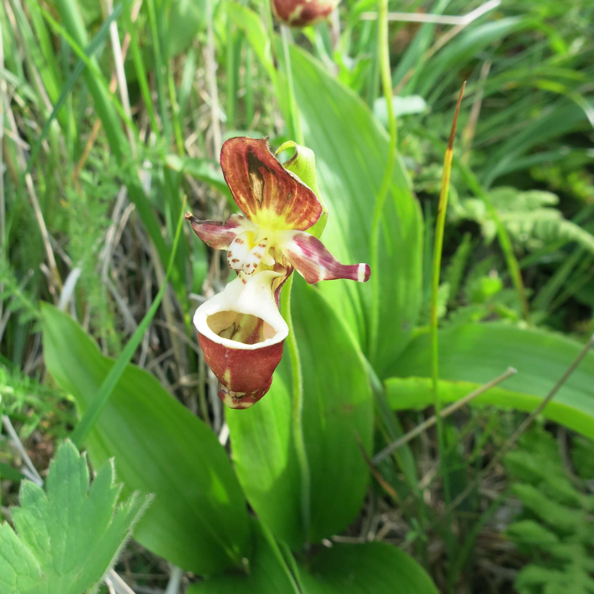 Image of hybrid ladyslipper