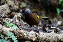 Image of Malayan Laughingthrush