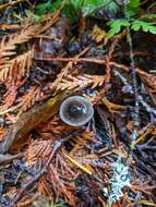 Image of Mycena quiniaultensis Kauffman 1935