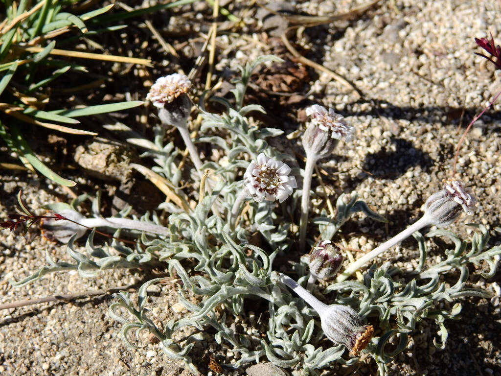 Leucheria candidissima Gill. & D. Don resmi