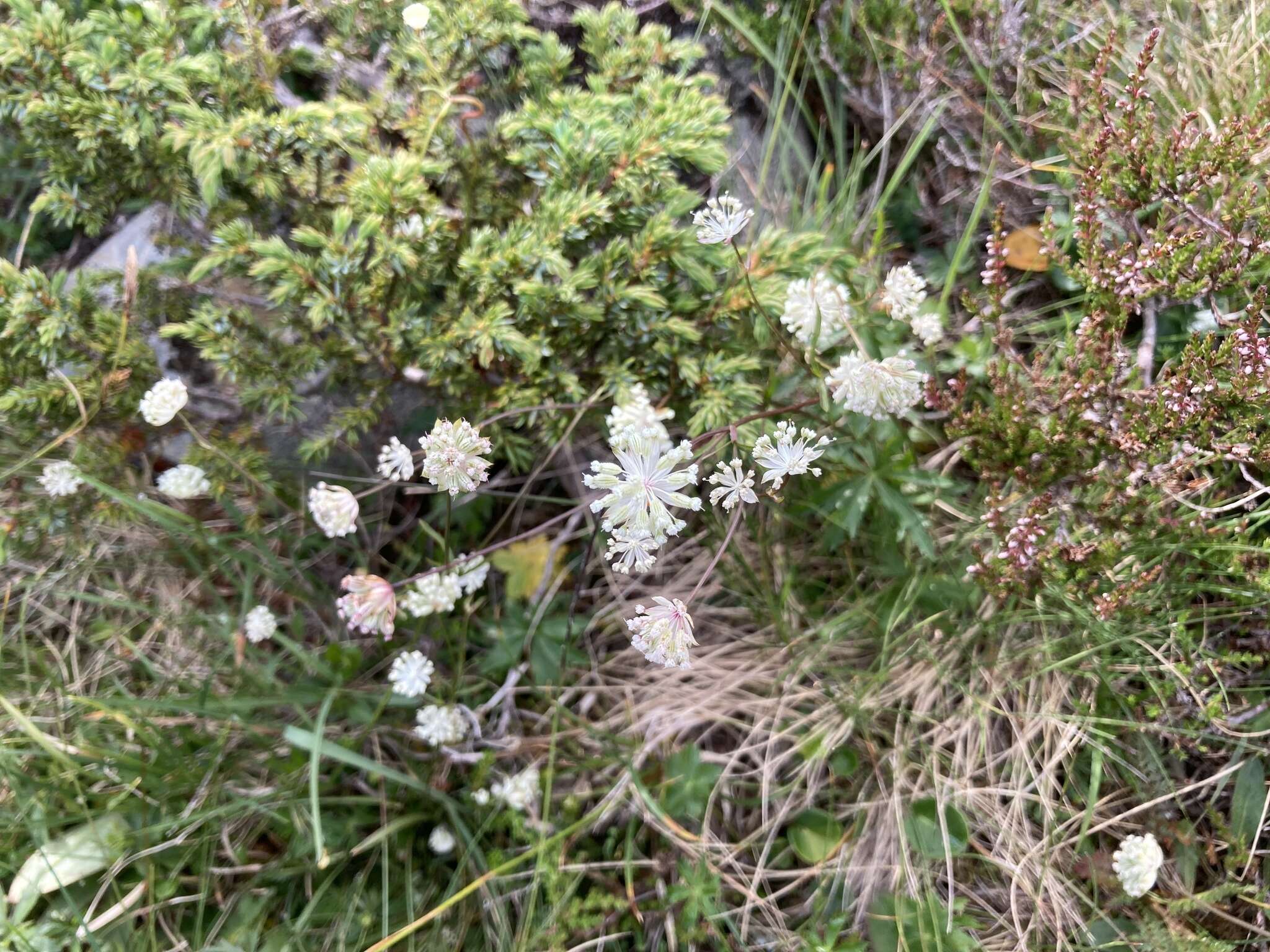 Imagem de Astrantia minor L.