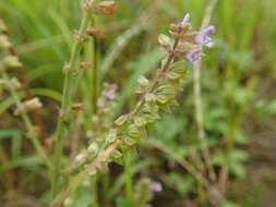 Image of Salvia plebeia R. Br.