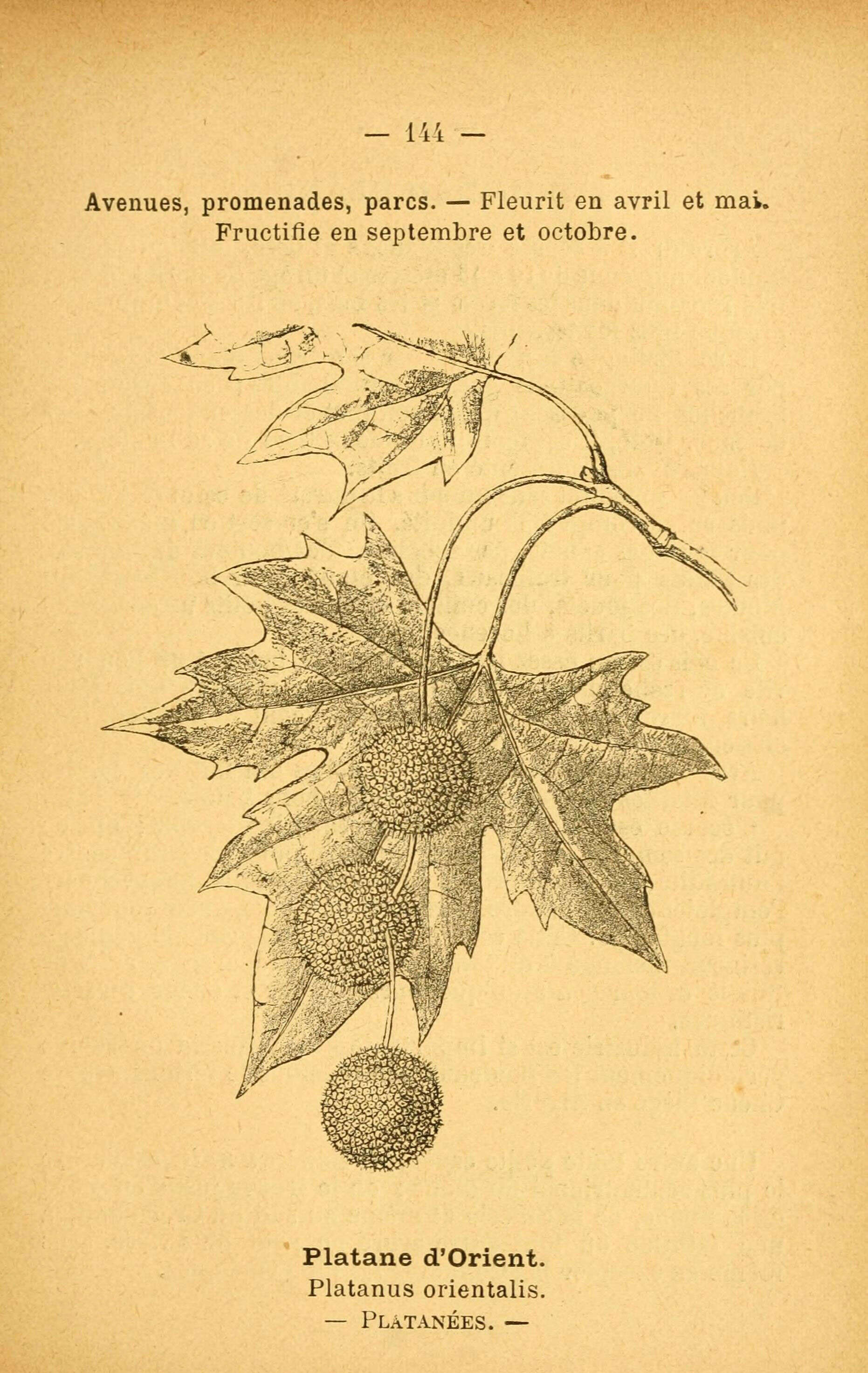 Plancia ëd Platanus orientalis L.