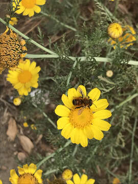 Image of Megachile semirufa Sichel 1867