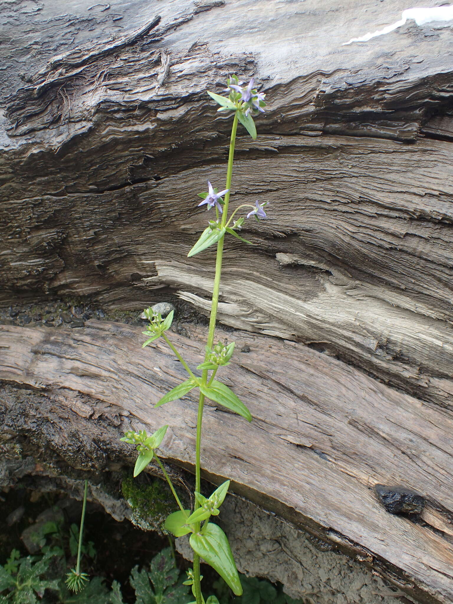 Image of Halenia elliptica D. Don