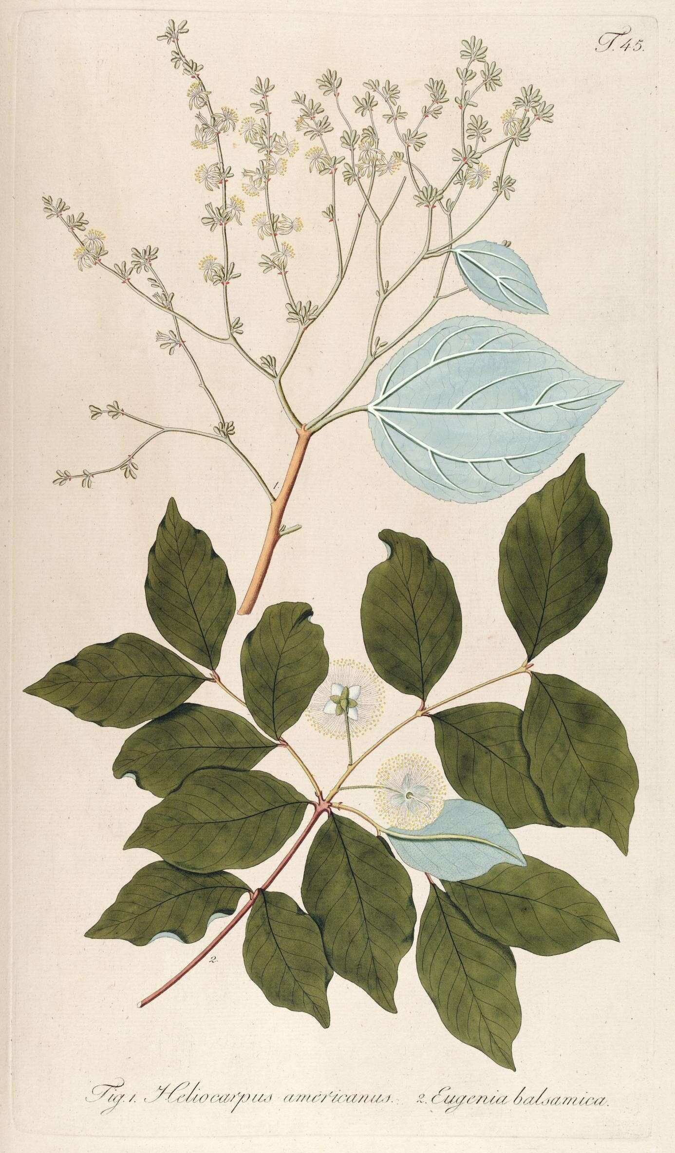 Image de Heliocarpus americanus L.