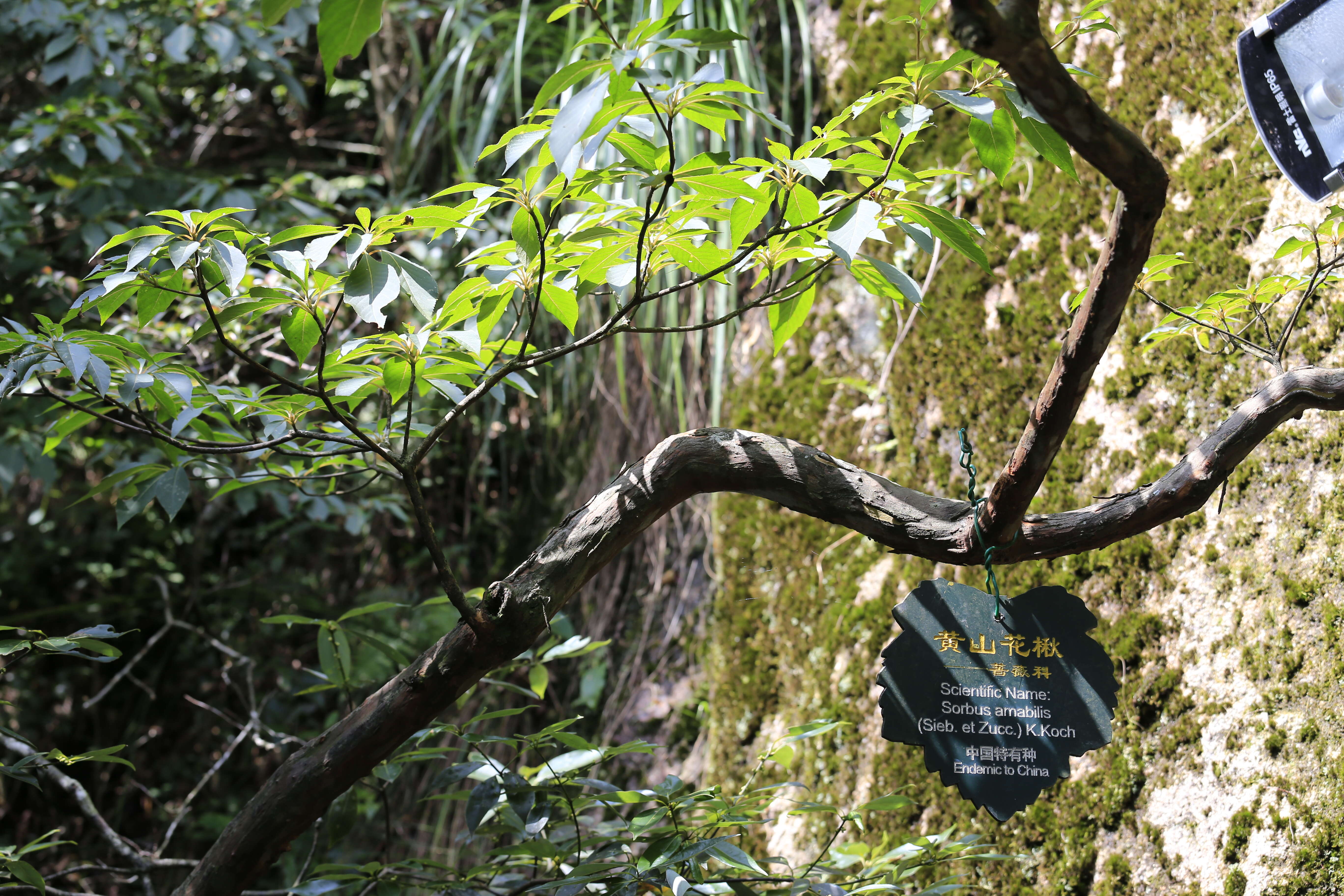 Image of Sorbus amabilis Cheng ex Yu