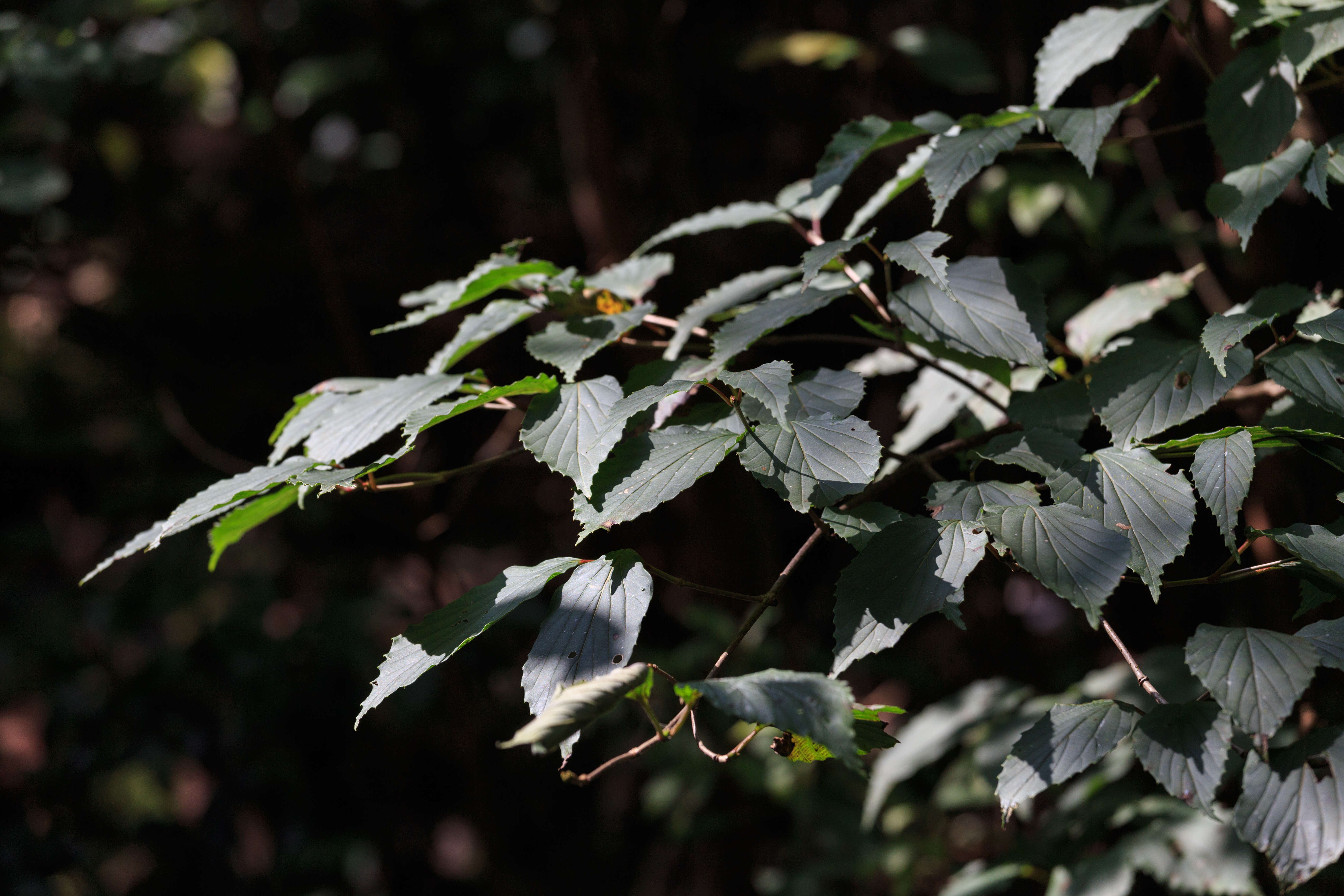 Image of Sorbus amabilis Cheng ex Yu