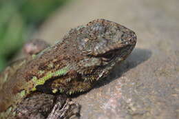 صورة Sceloporus grammicus Wiegmann 1828