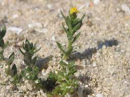 Plancia ëd Linaria arenaria DC.