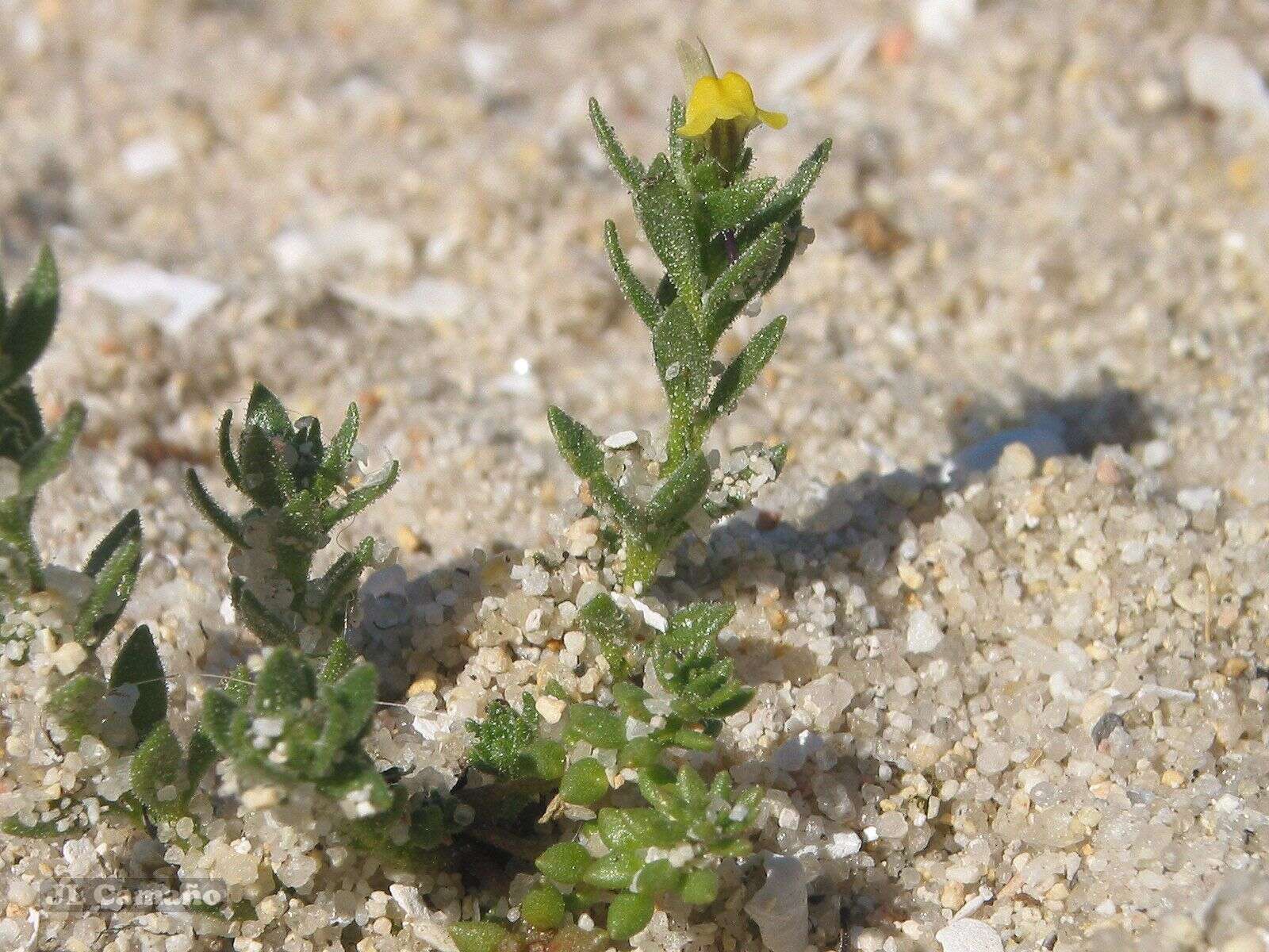 Plancia ëd Linaria arenaria DC.