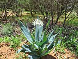 Imagem de Pseudogaltonia clavata (Baker ex Mast.) E. Phillips