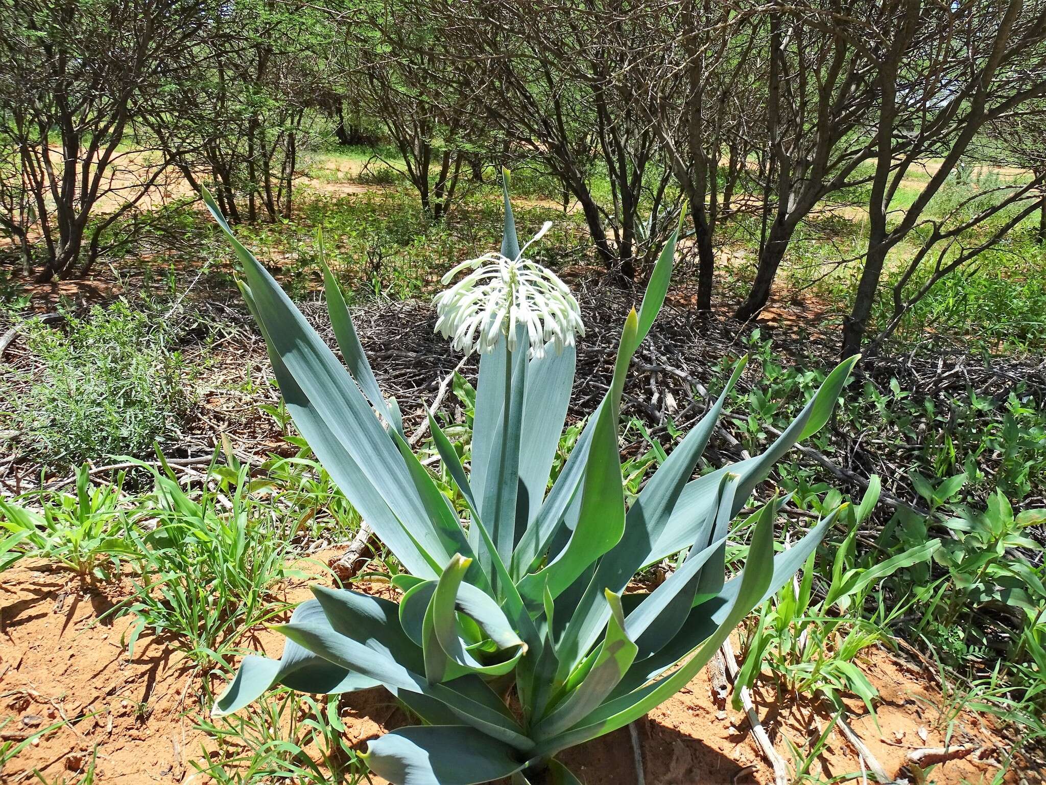 Imagem de Pseudogaltonia clavata (Baker ex Mast.) E. Phillips