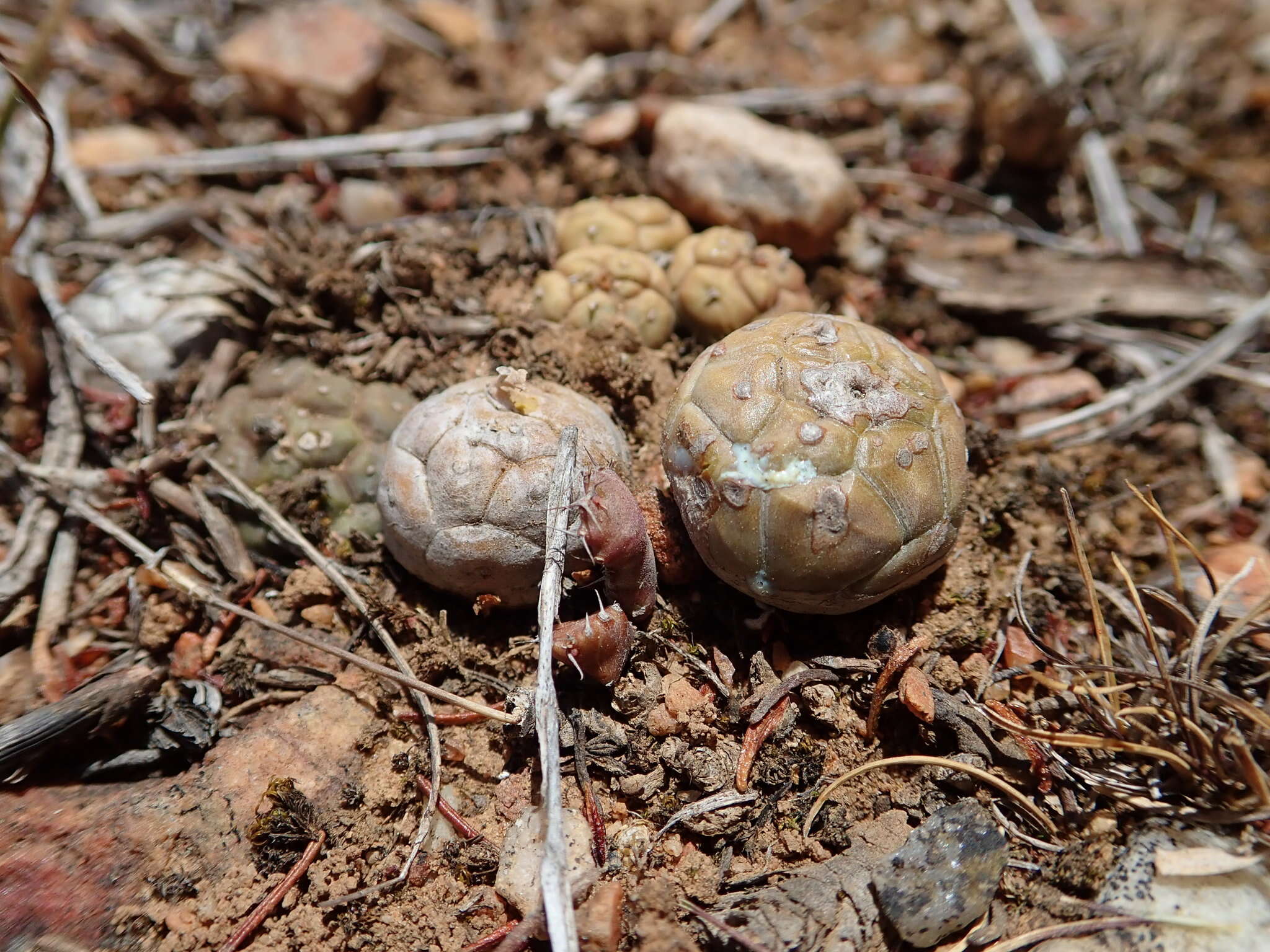 Image of Globose Euphorbia