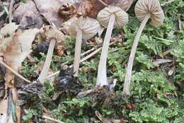 Image of Entoloma cetratum (Fr.) M. M. Moser 1978