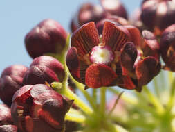 Image of Schizoglossum atropurpureum subsp. atropurpureum