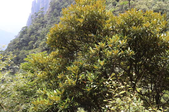 Imagem de Rhododendron simiarum Hance