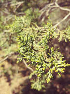 Cupressus macnabiana A. Murray bis resmi