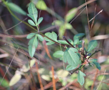 Image of Small-Fruit Beggarticks