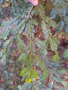 Image of Mt Spurgeon Black Pine