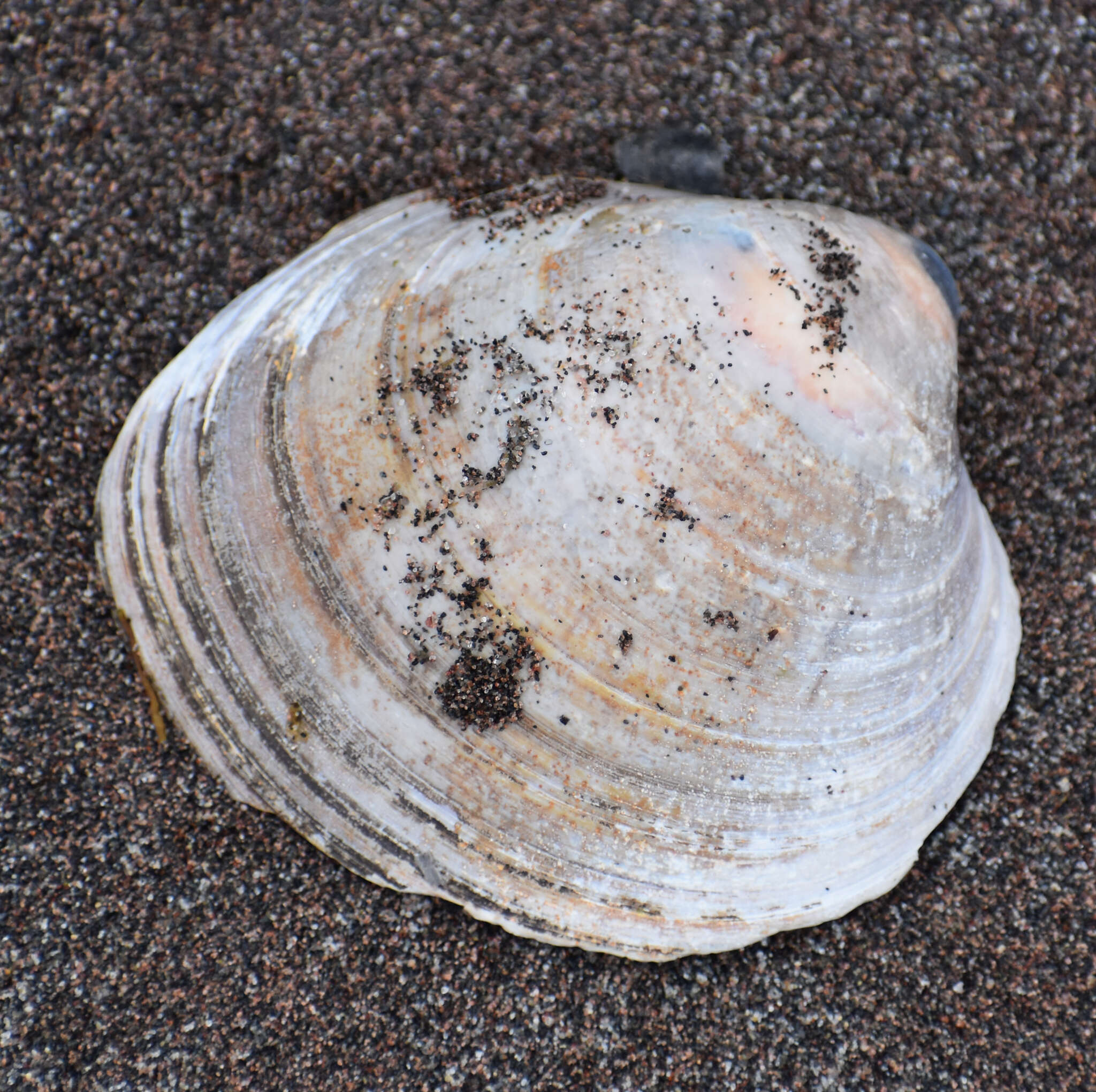 Image of Greenland cockle