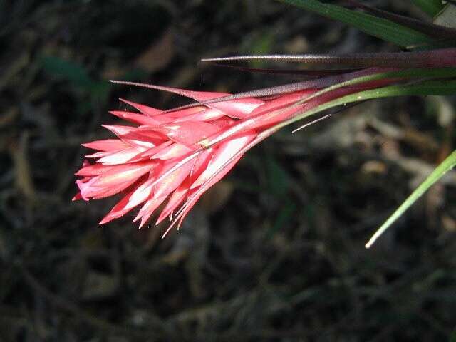 Image of Tillandsia geminiflora Brongn.