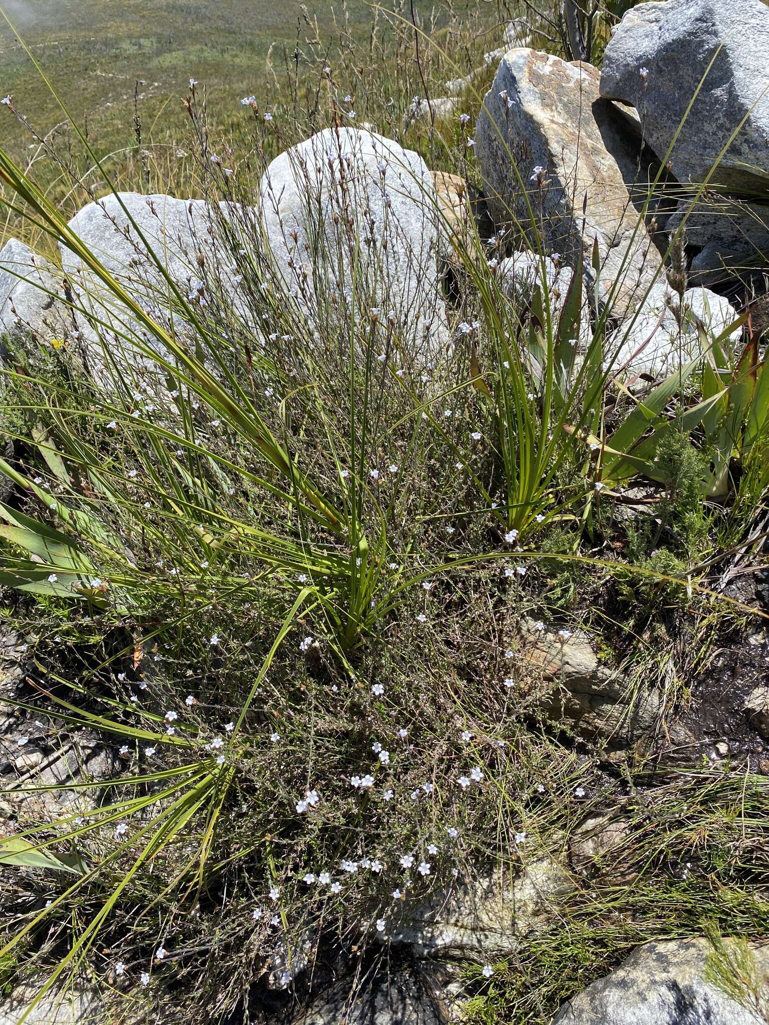 Image of Prismatocarpus rogersii Fourc.