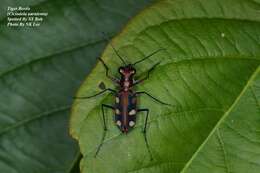 Imagem de Cicindela (Cosmodela) aurulenta Fabricius 1801