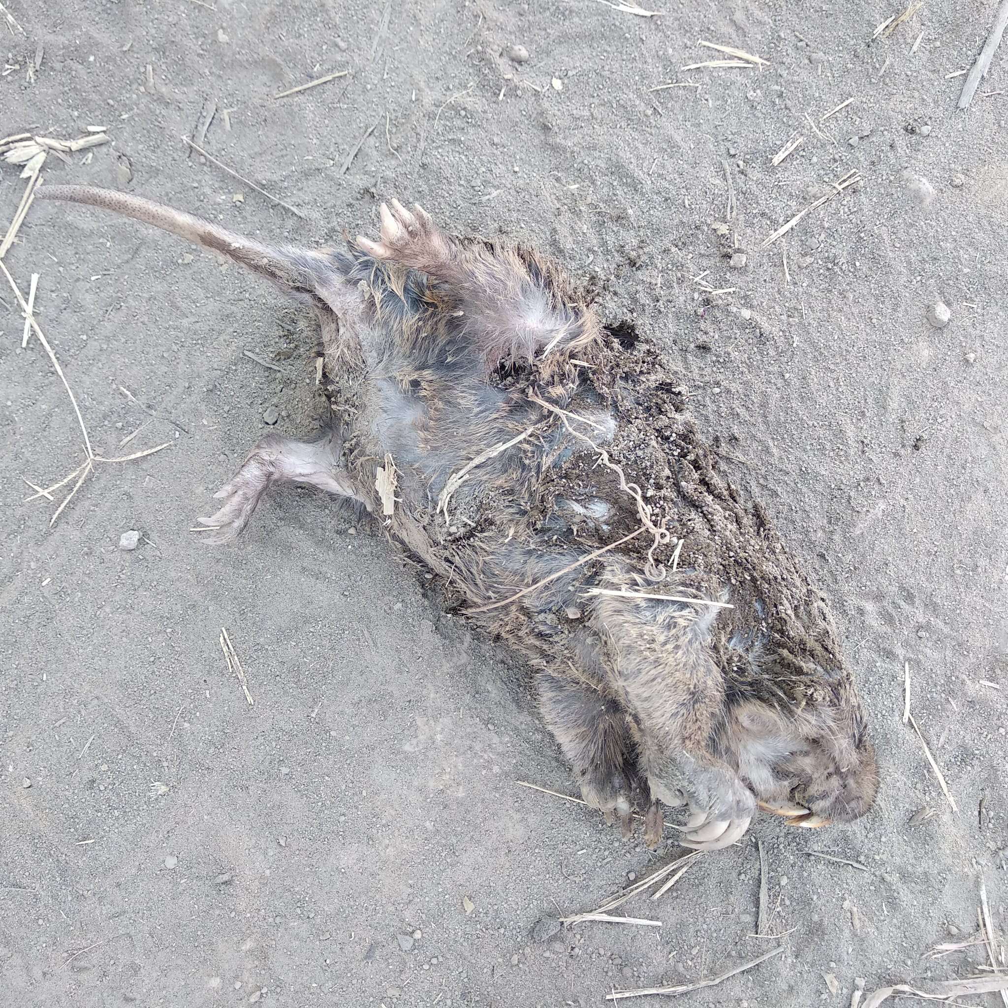 Image of pocket gopher