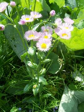 Image of Philadelphia fleabane