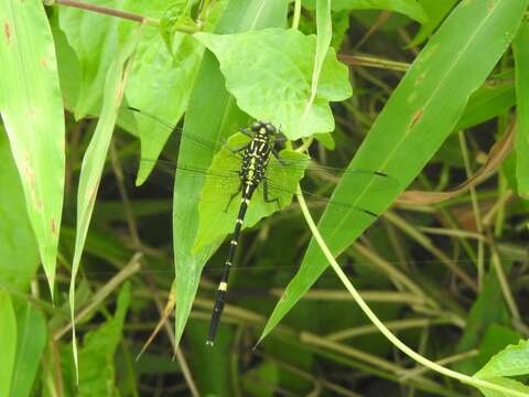 Image of Labrogomphus Needham 1931