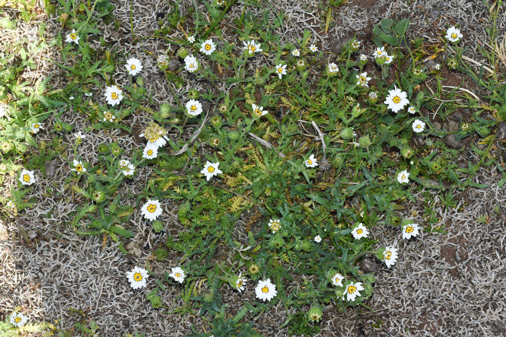 Sivun Perezia multiflora subsp. sonchifolia (Baker) Vuilleum. kuva