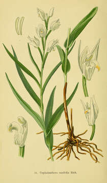 Image of Sword-leaved helleborine