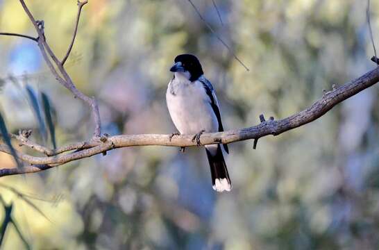 Image of Grey Butcherbird