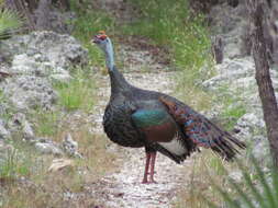 Image of Ocellated Turkey