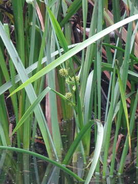 Image of Branched Bur-reed