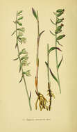 Image of Small-leaved Helleborine