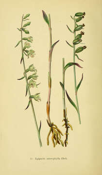 Imagem de Epipactis microphylla (Ehrh.) Sw.