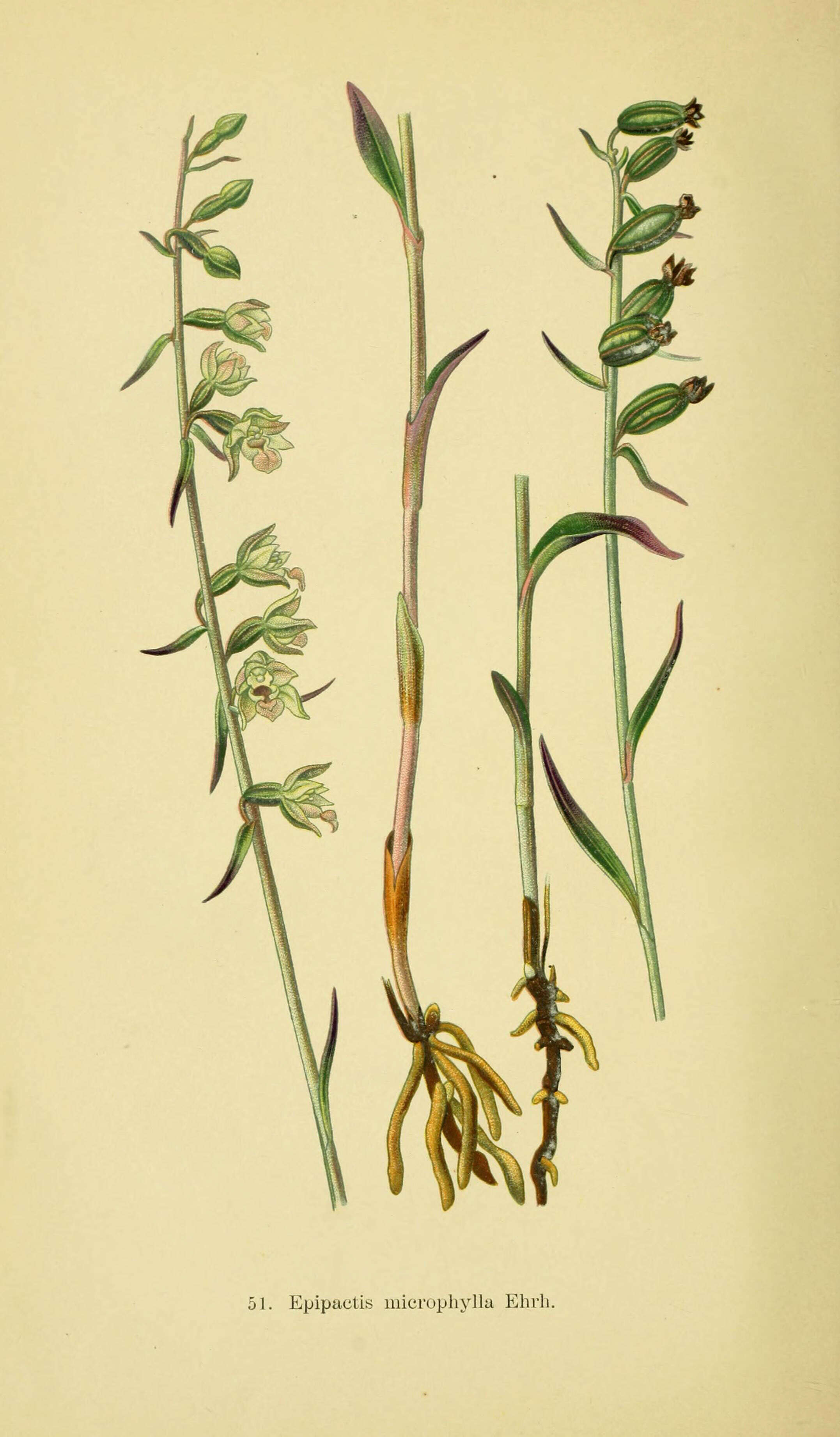 Image of Small-leaved Helleborine