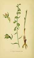 Image of Small-leaved Helleborine